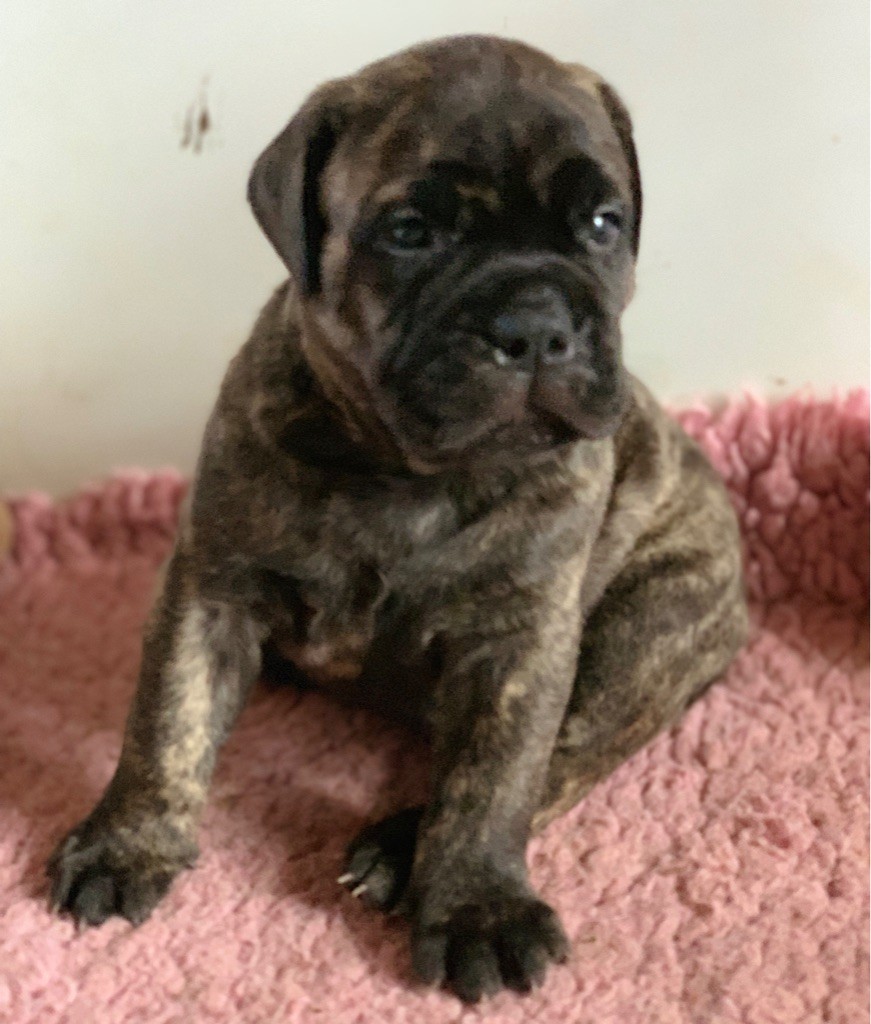 de L'Etang Sur la Touze - Chiots disponibles - Bullmastiff