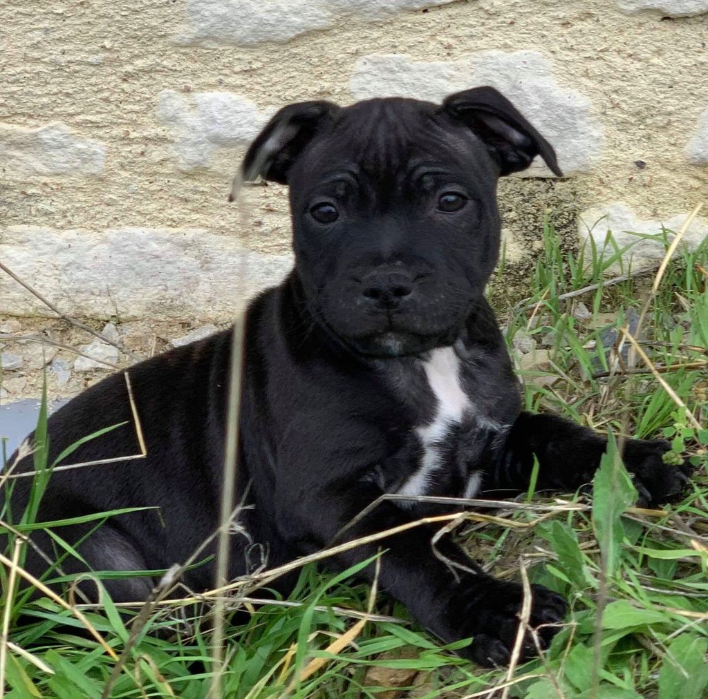 de L'Etang Sur la Touze - Chiots disponibles - Staffordshire Bull Terrier