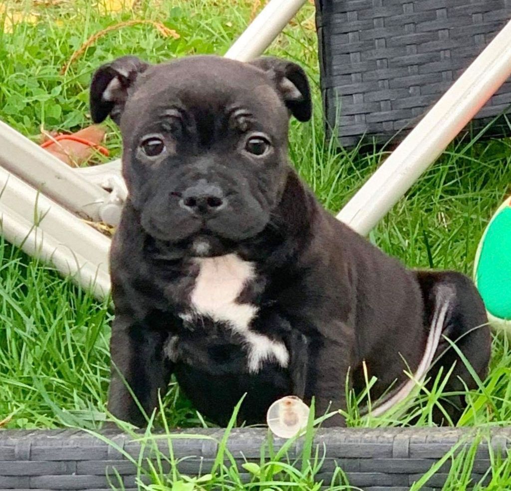 Chiot Staffordshire Bull Terrier de L'Etang Sur la Touze